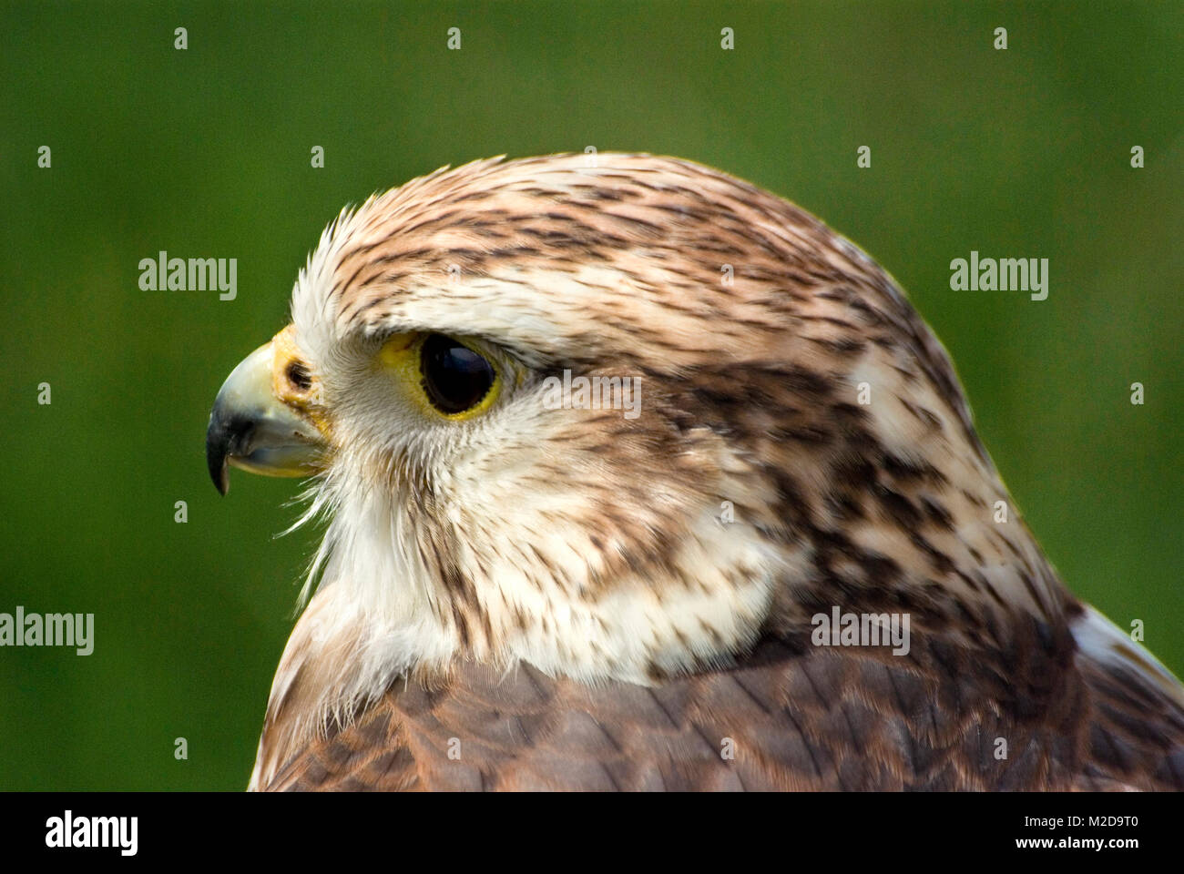 Lanner Falcon Stock Photo