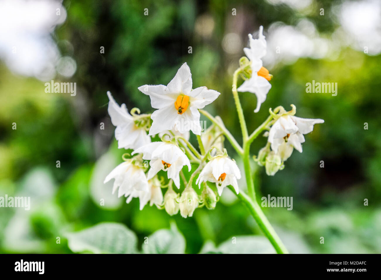 Flowers of potatoes on a bush. Flowering potatoes. White flowers Stock