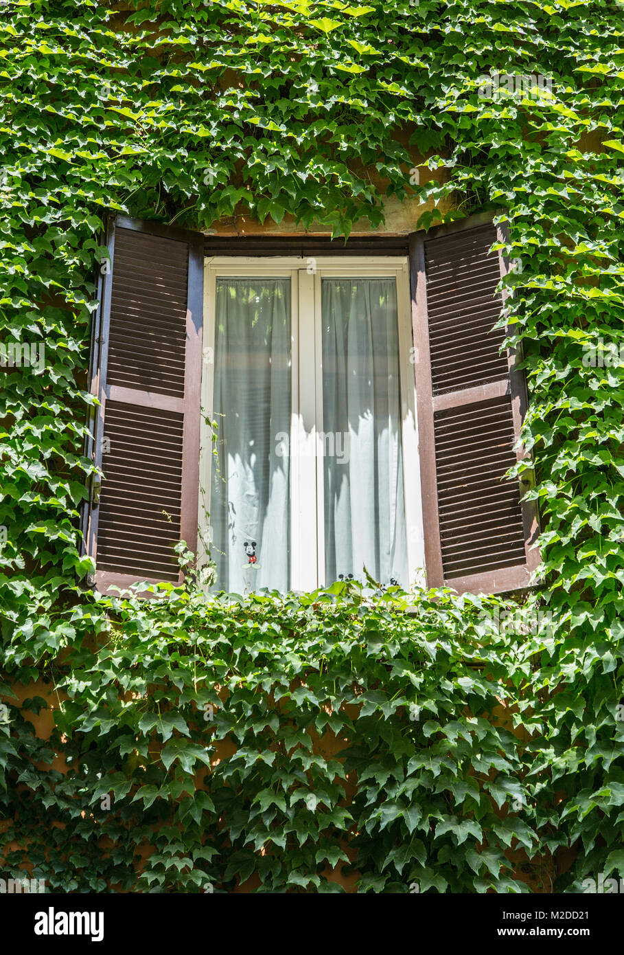 Window with opened shutters in the vine-shrouded wall. Stock Photo