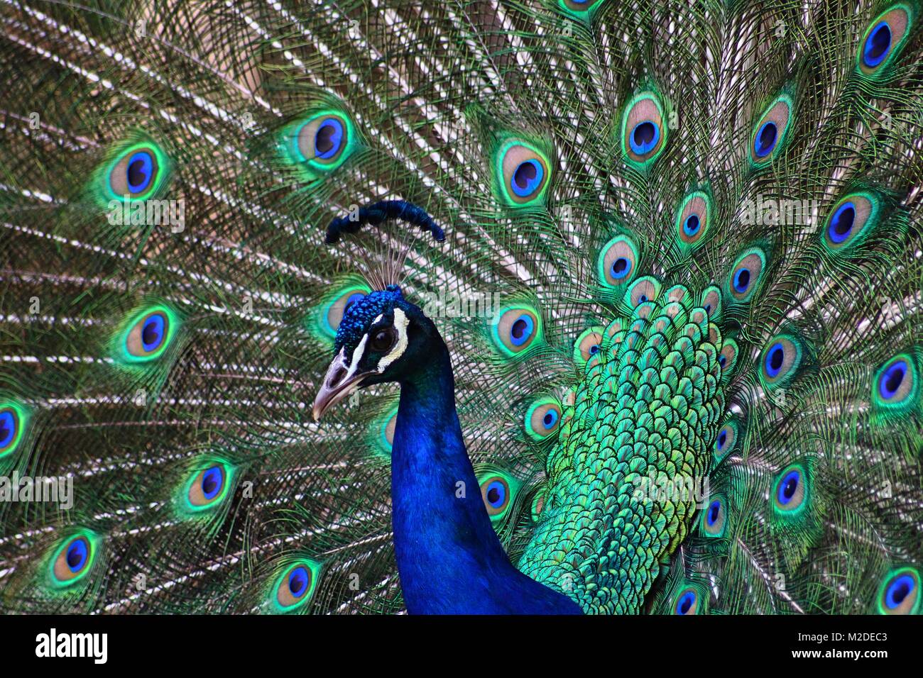 Peacock in splendor hi-res stock photography and images - Alamy