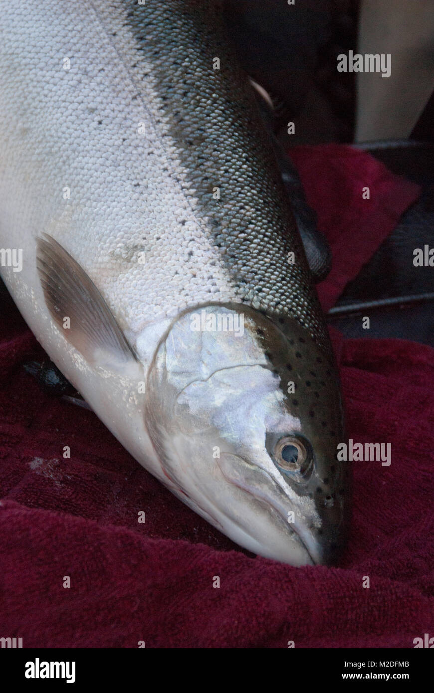 A hatchery raised Steelhead trout caught on the Siletz River,Oregon