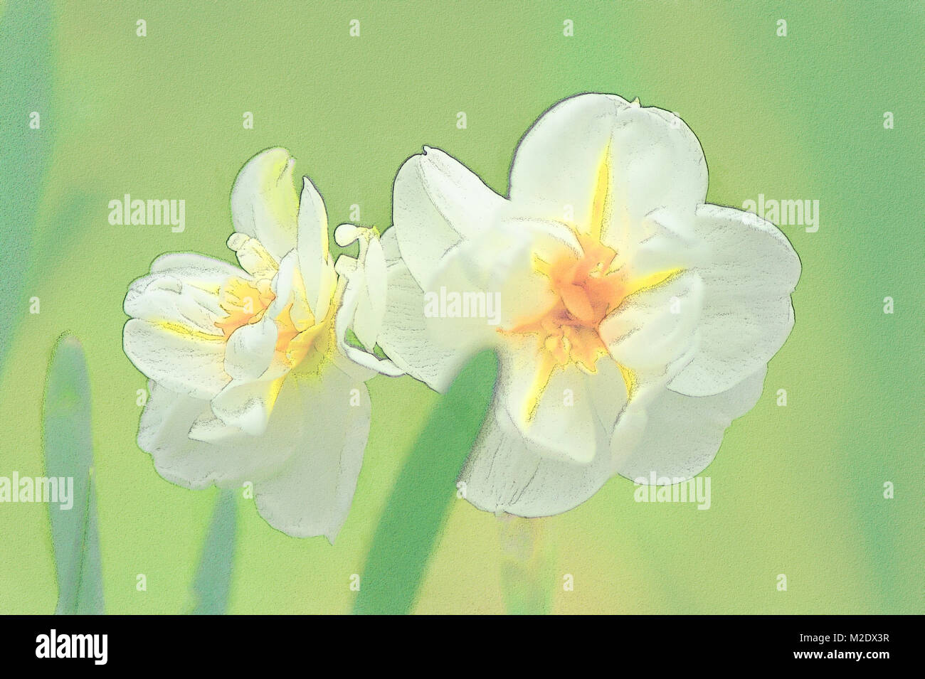 illustration of White Anemone Flower Stock Photo