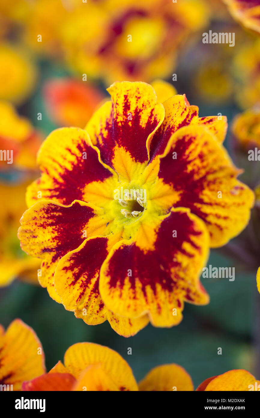 Primula polyantha 'Castillian' Stock Photo