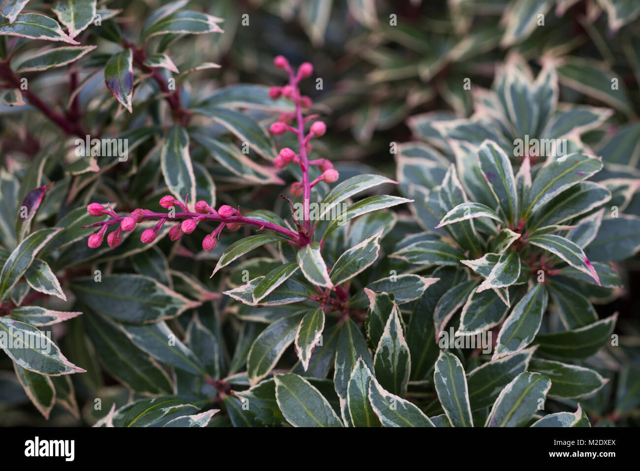Little Heath Stock Photos Little Heath Stock Images Alamy