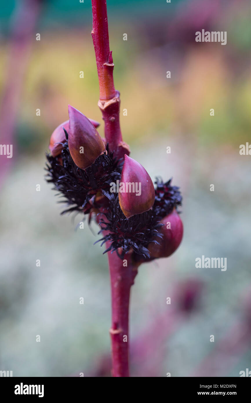 Kurome hi-res stock photography and images - Alamy