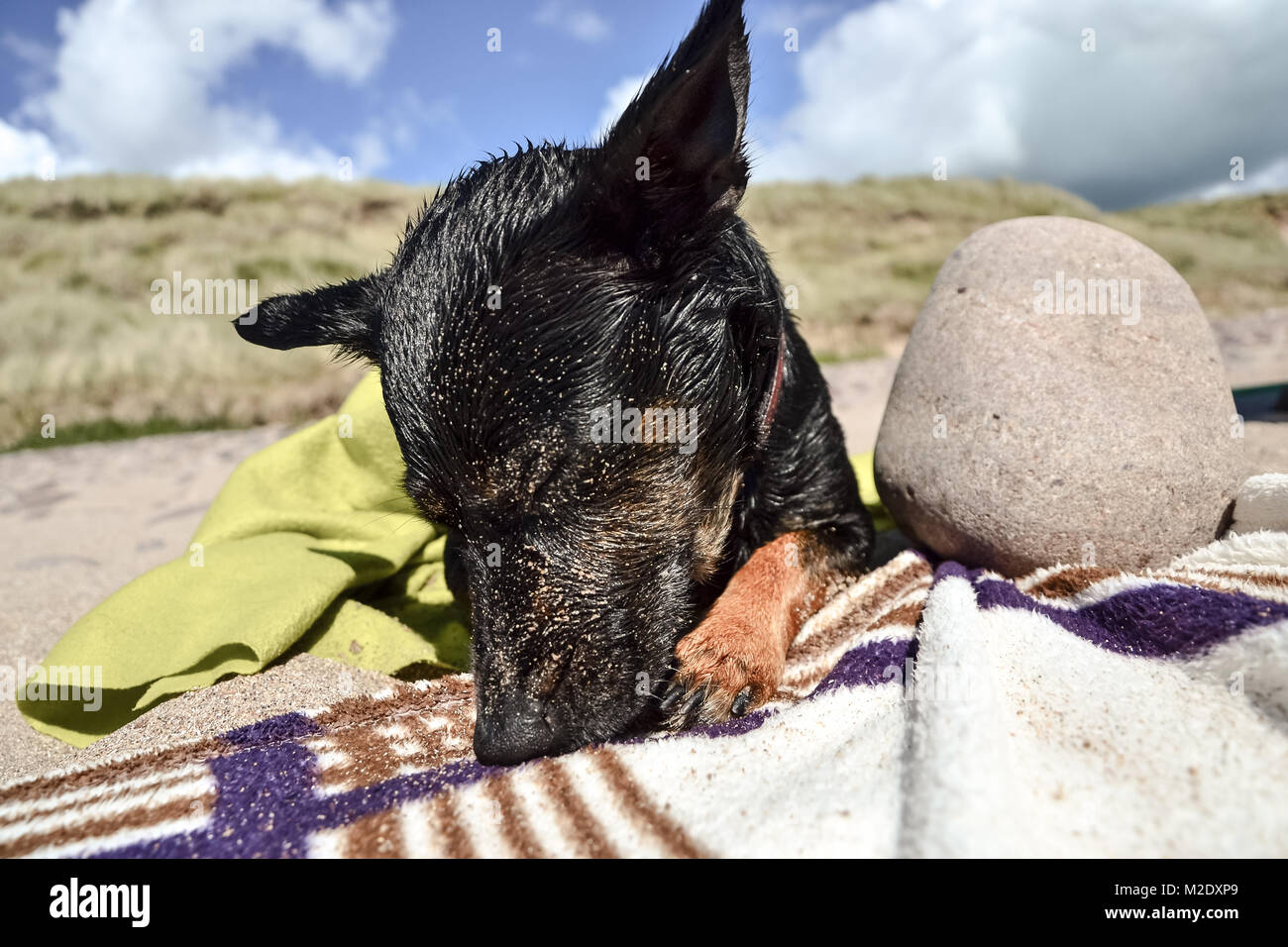 Dog scared blanket hires stock photography and images Alamy