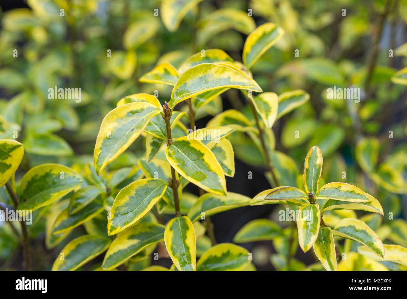 Ligustrum ovalifolium 'Aureum' Stock Photo