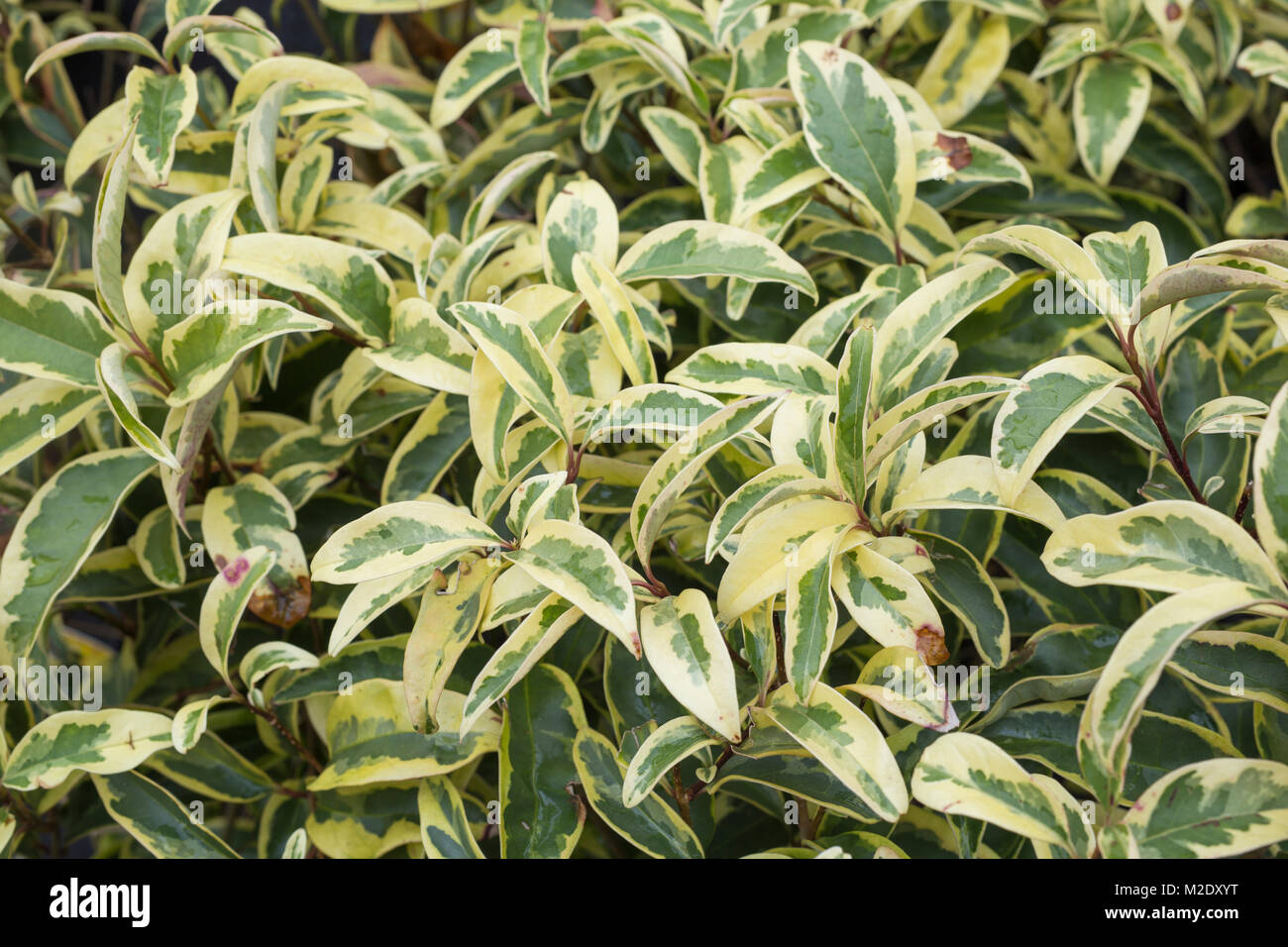 Ligustrum lucidum 'Tricolour' Stock Photo