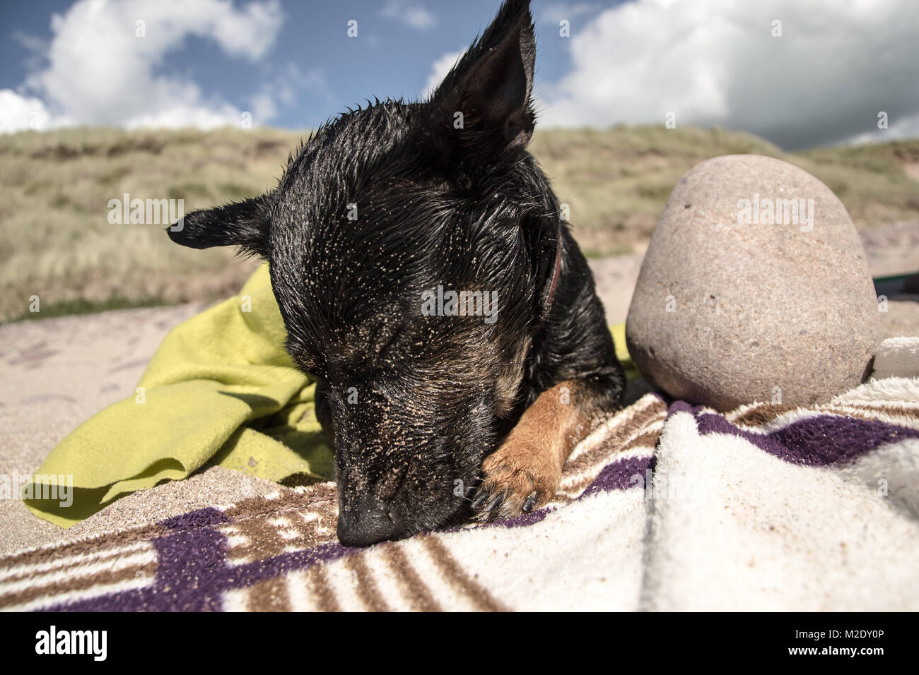 Black Dog on Blanket Stock Photo Alamy