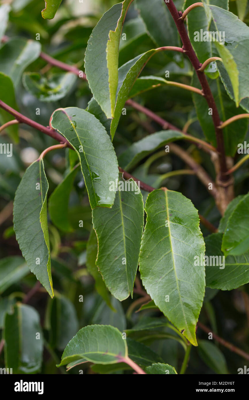 Prunus lusitanica 'Angustifolia' Stock Photo