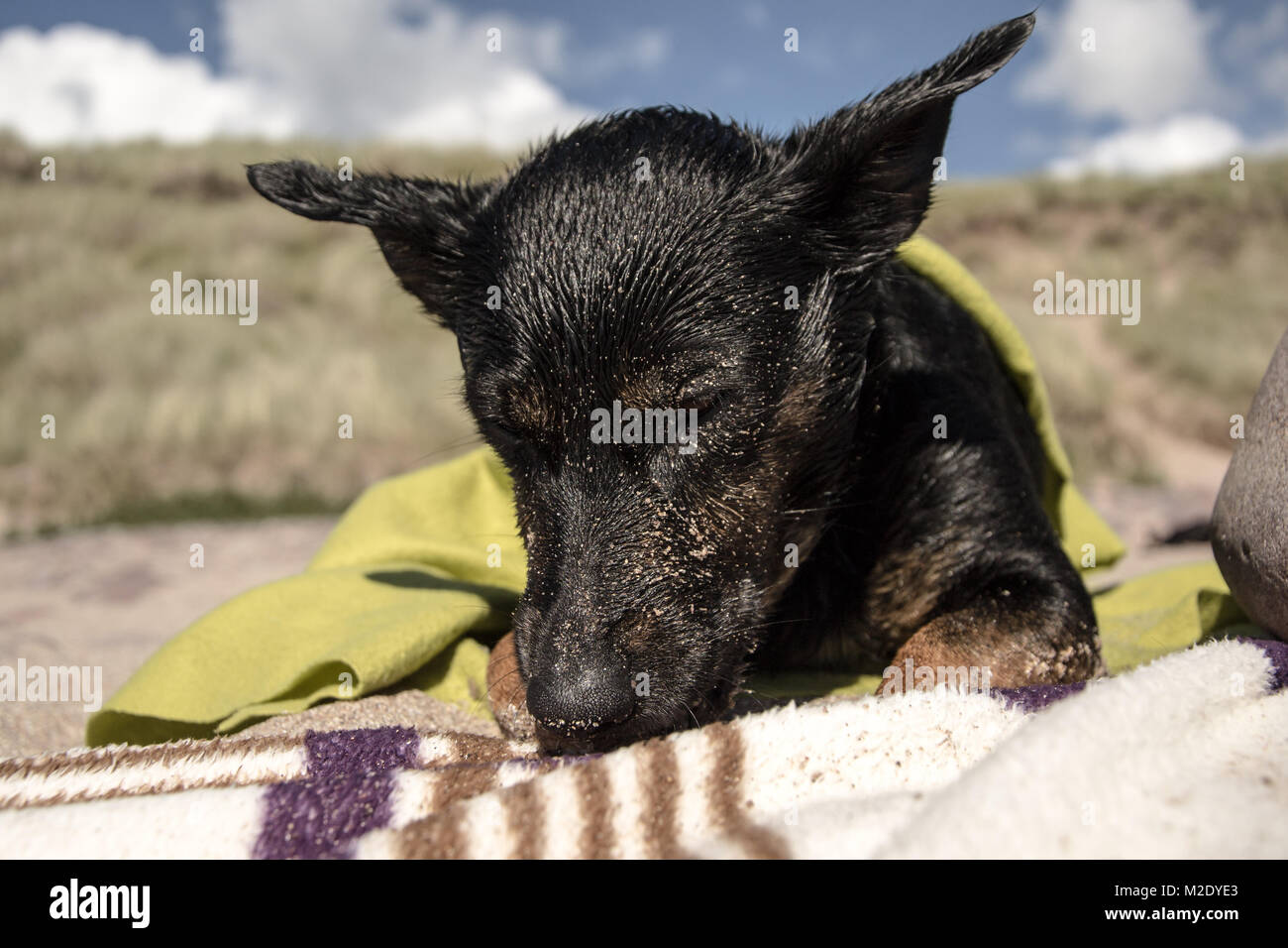 Black Dog on Blanket Stock Photo Alamy