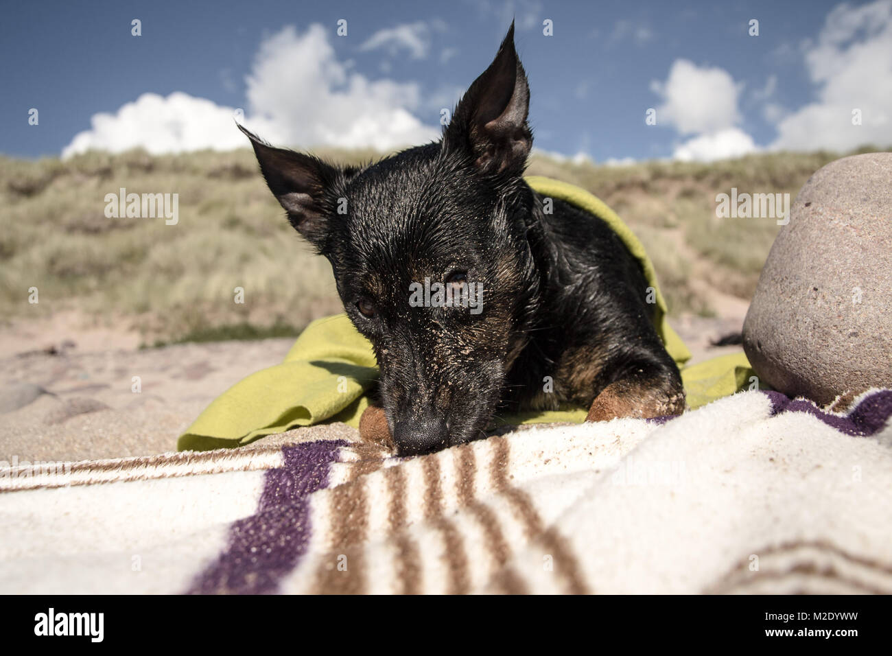 Black Dog on Blanket Stock Photo Alamy