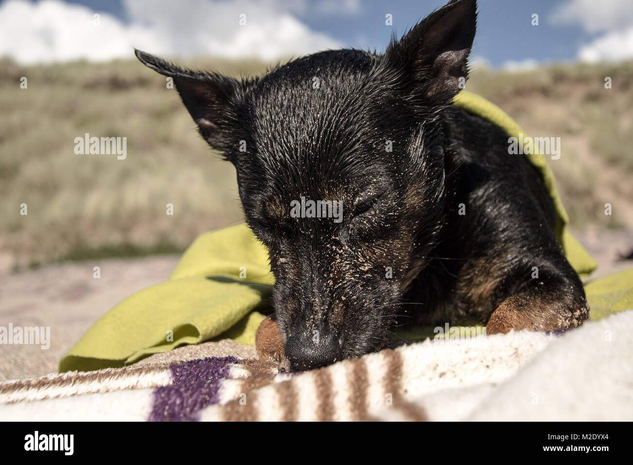 Black Dog on Blanket Stock Photo Alamy