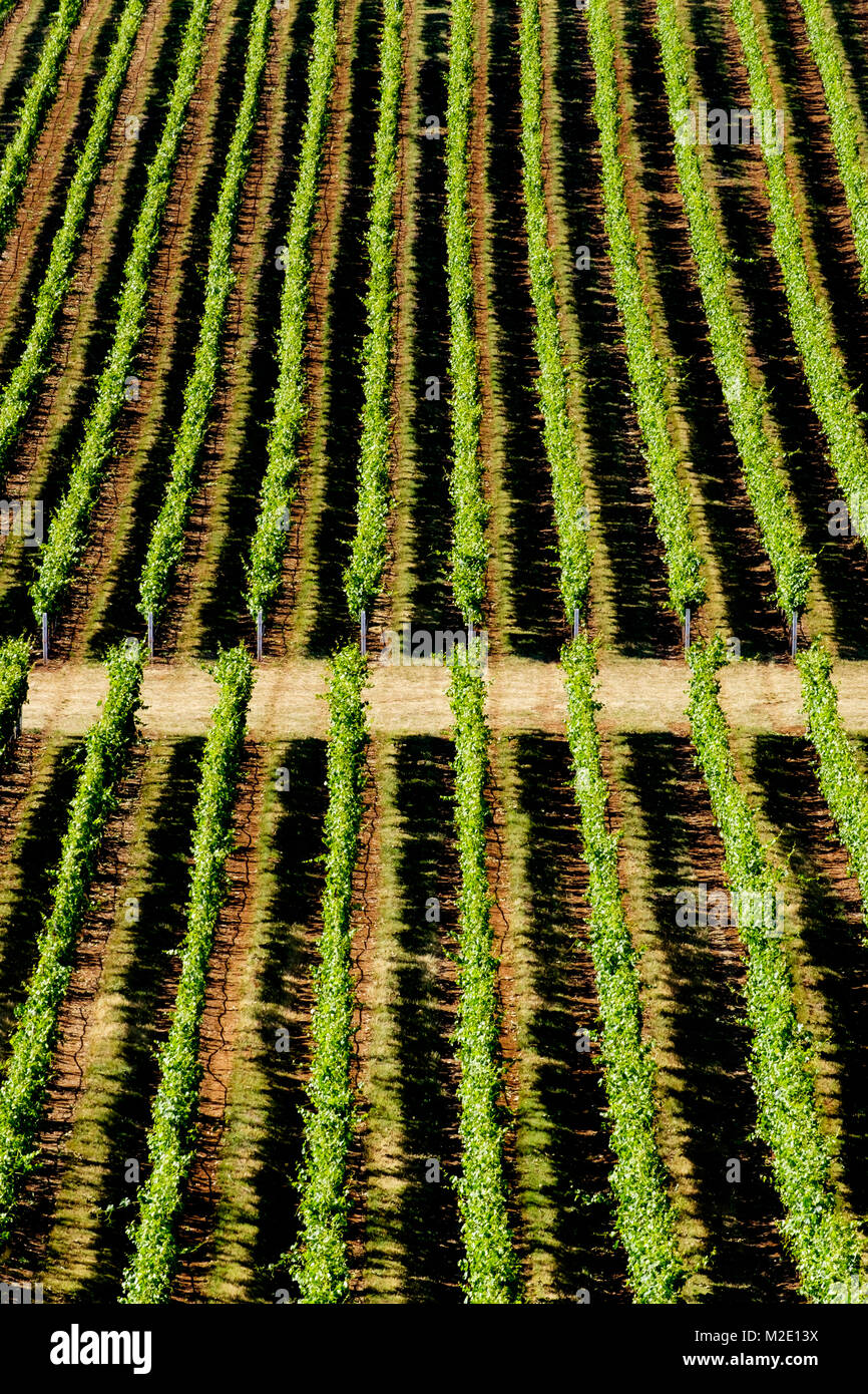 Aerial view of tree farm Stock Photo