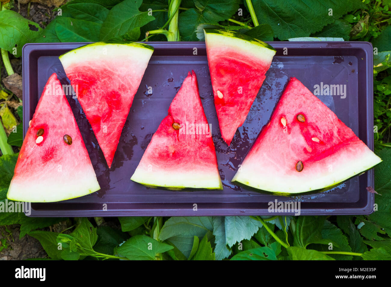 Watermelon slices on plastic tray Stock Photo