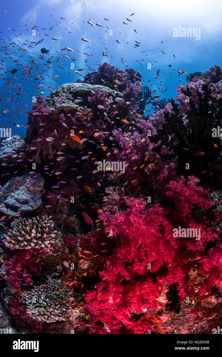 Anathias fish swimming over soft corals Stock Photo - Alamy