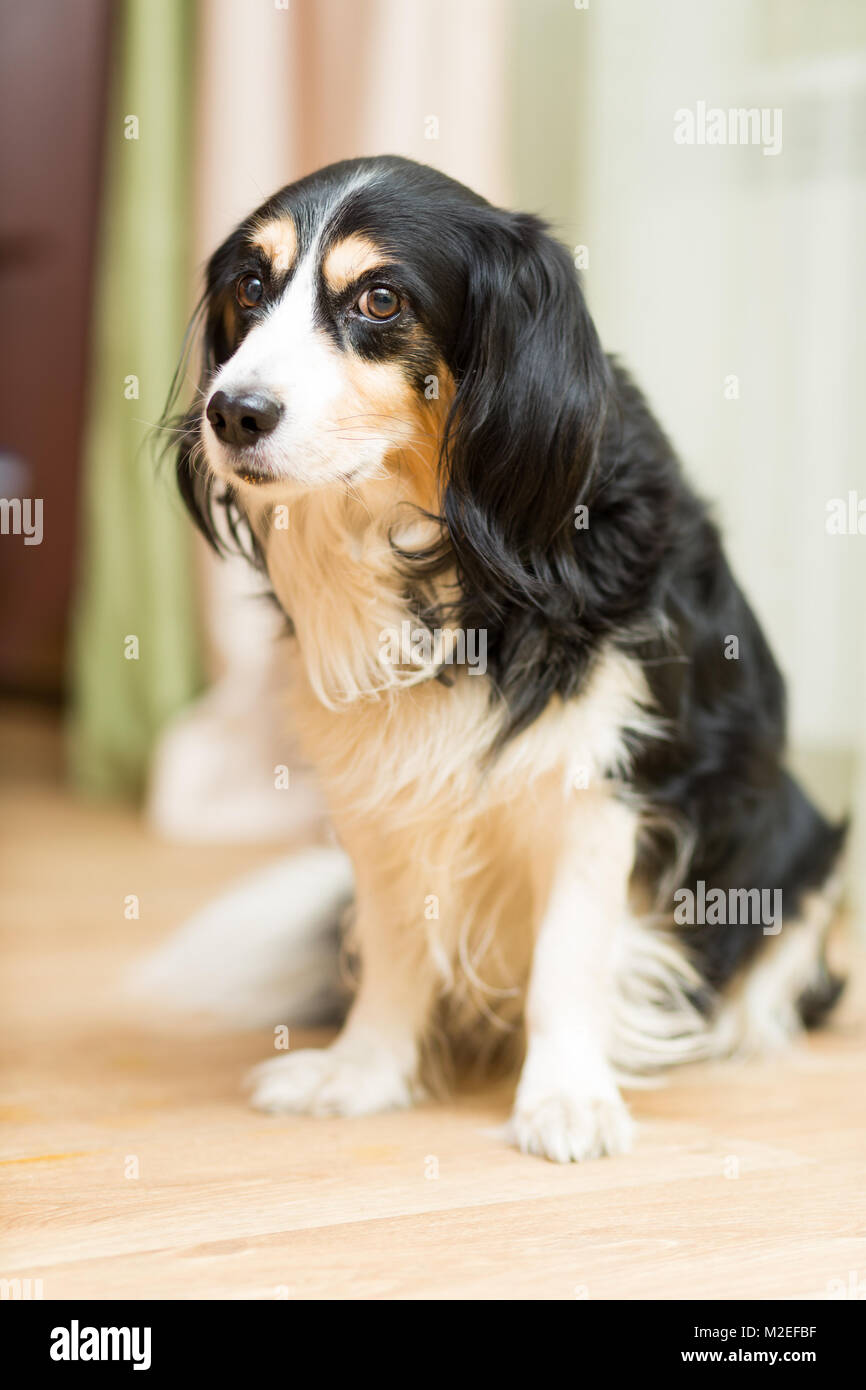 Large And Sad Dogless Dog With Long Hair Is Sitting On The Floor