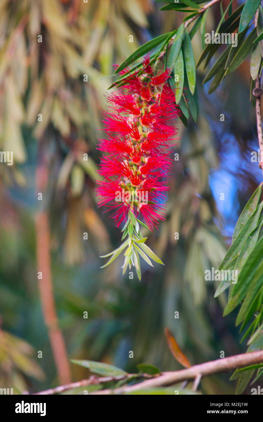 CHEEL- Hindi name, Callestemon viminalis, from bottle brush family. Spikes are formed in spring and summer and made of number of smaller flowers Stock Photo
