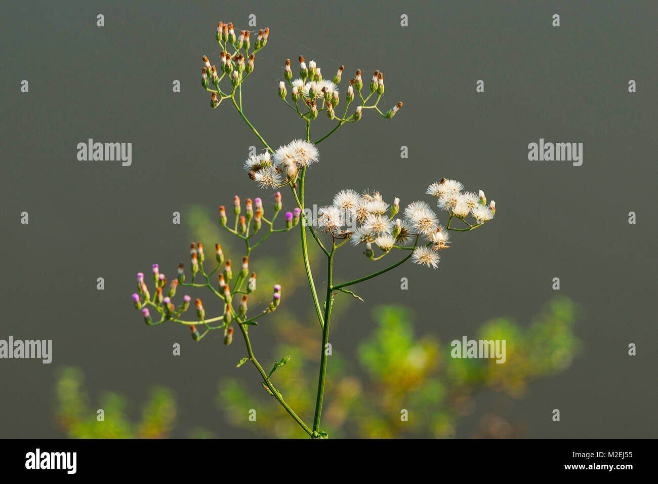 Wild bush with tiny flowers with silky hair like filaments. Slight wind makes these filaments float in air. The plant grows 2 to 6 ft. Stock Photo