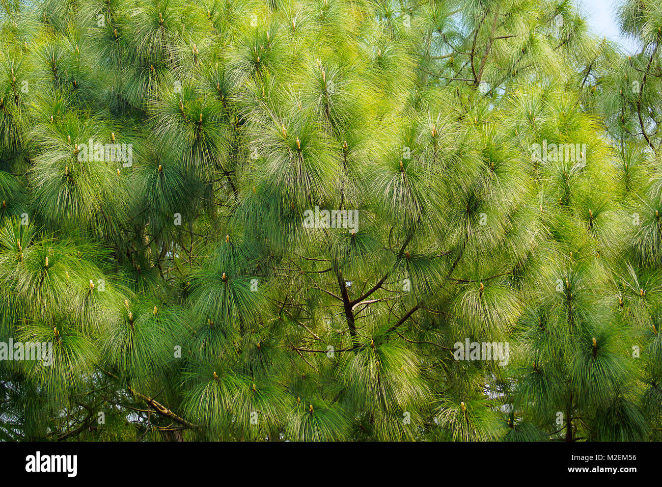 Tree upto 25mt tall with bark reddish-brown, irregularly fissured, winter buds oblong. Also Khasi Pine, leaves are like needle like, dark green. Stock Photo
