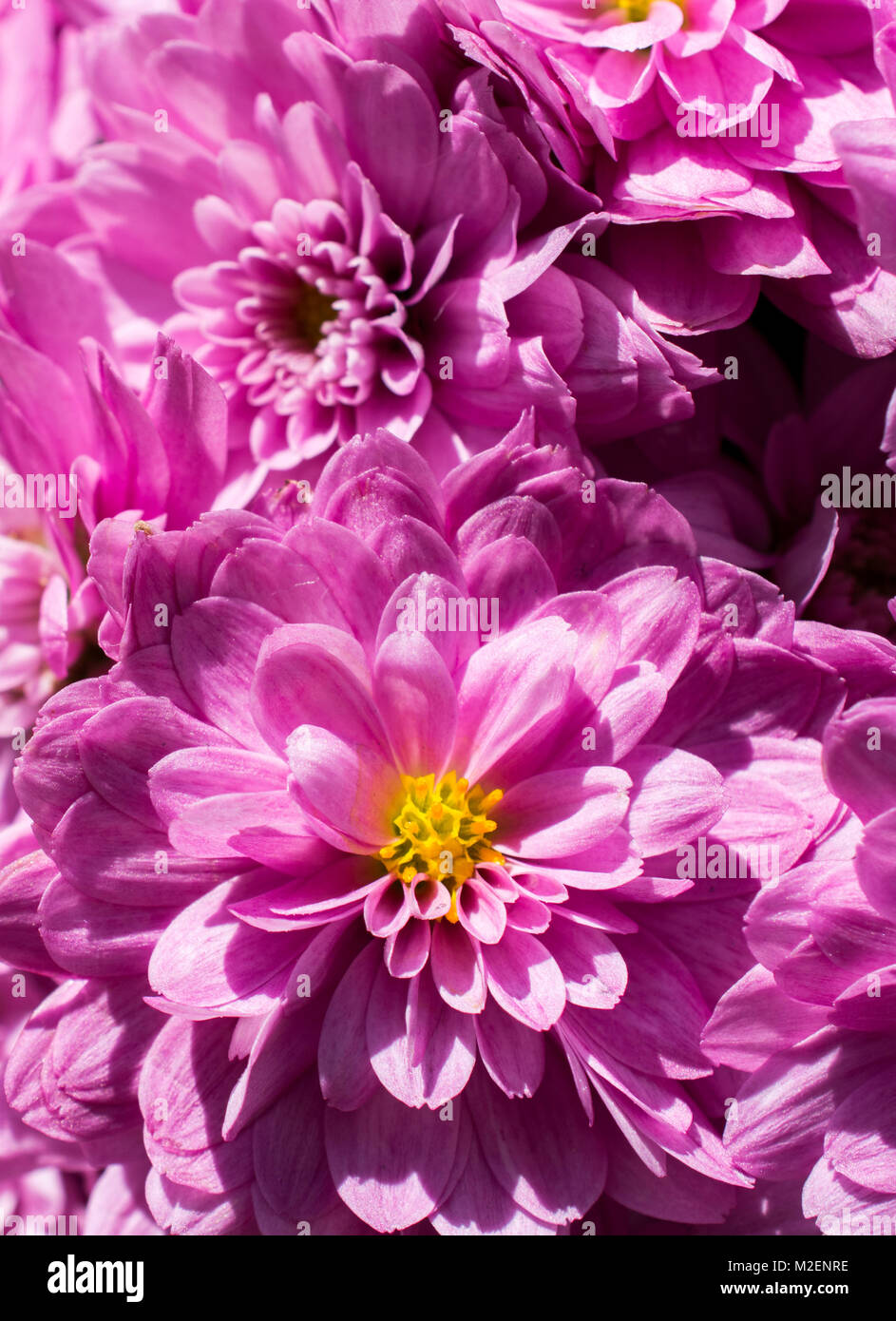 Beautiful fresh flowers as a nature background Stock Photo - Alamy
