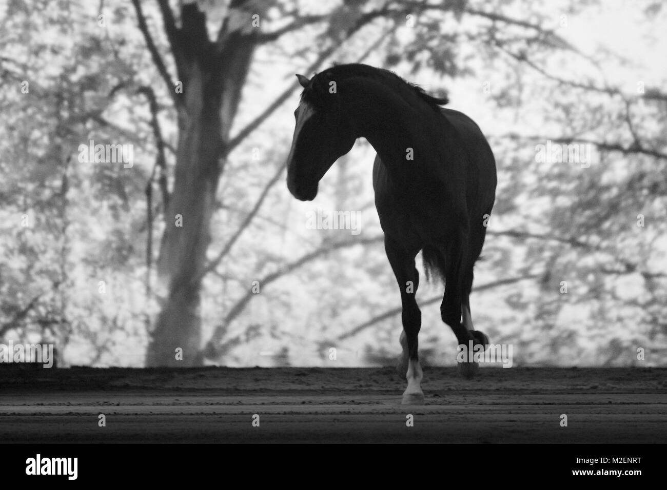 Apassionata, eine Pferdeshow, die künstlerische Vorführung verschiedener Pferderassen und Reitweisen mit Lichtkompositionen und Live-Darbietungen von Musikern und Tänzern verbindet, gastierte am 11.01.2013 in der o2 World Hamburg Stock Photo