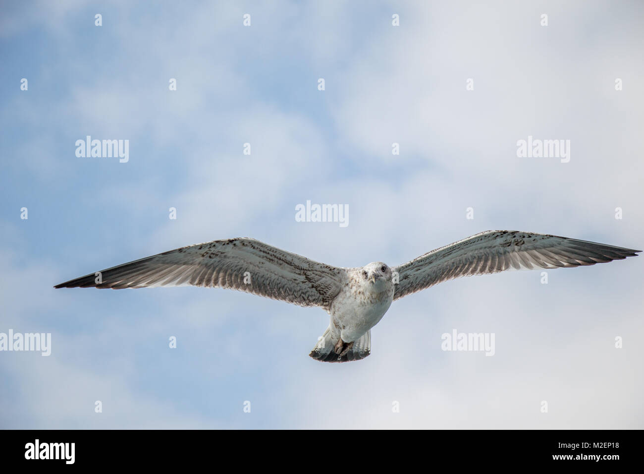 Single seagull flying in a cloudy sky as a background Stock Photo - Alamy
