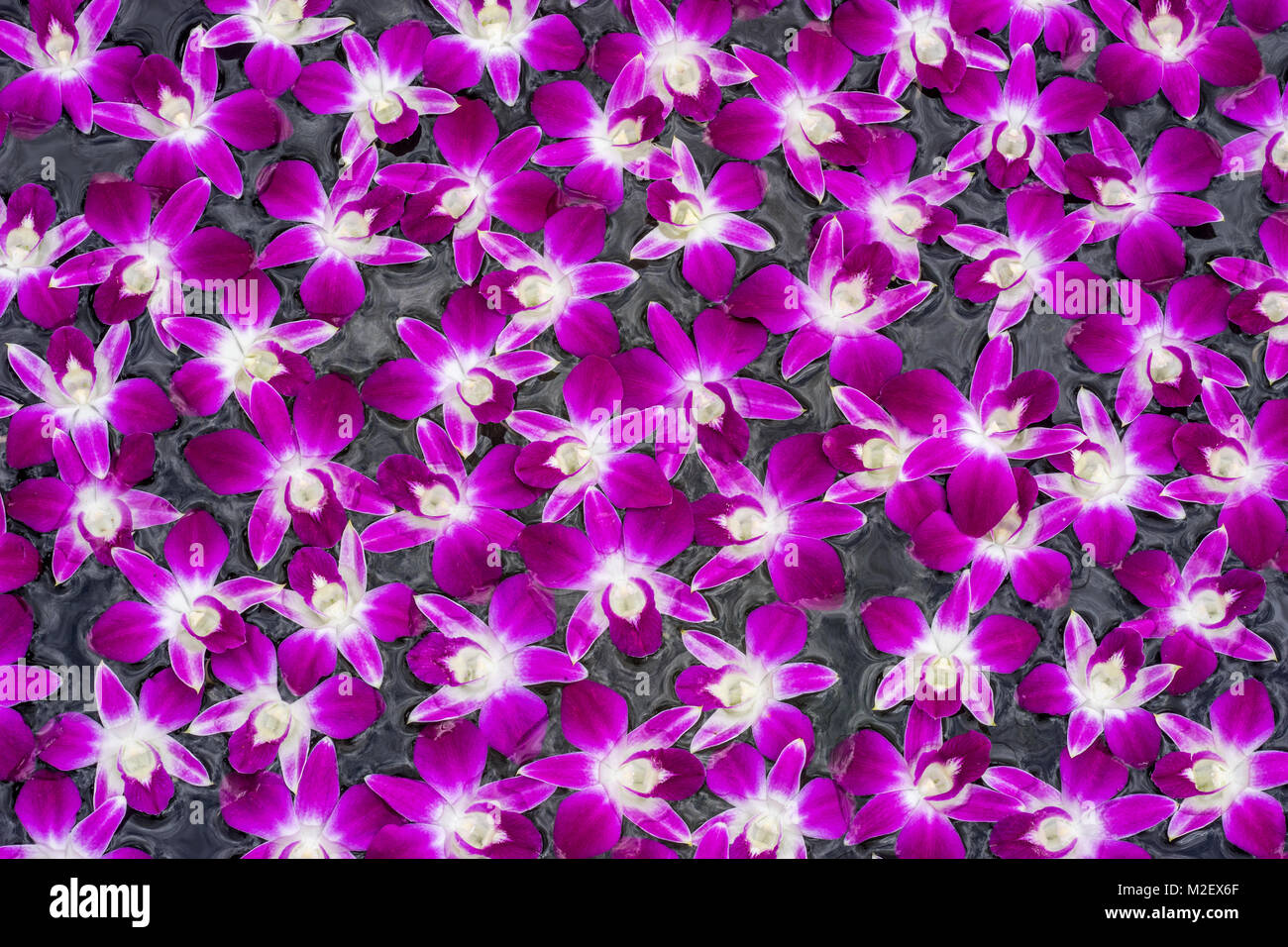 Purple orchid flower floating on water as texture and background Stock Photo