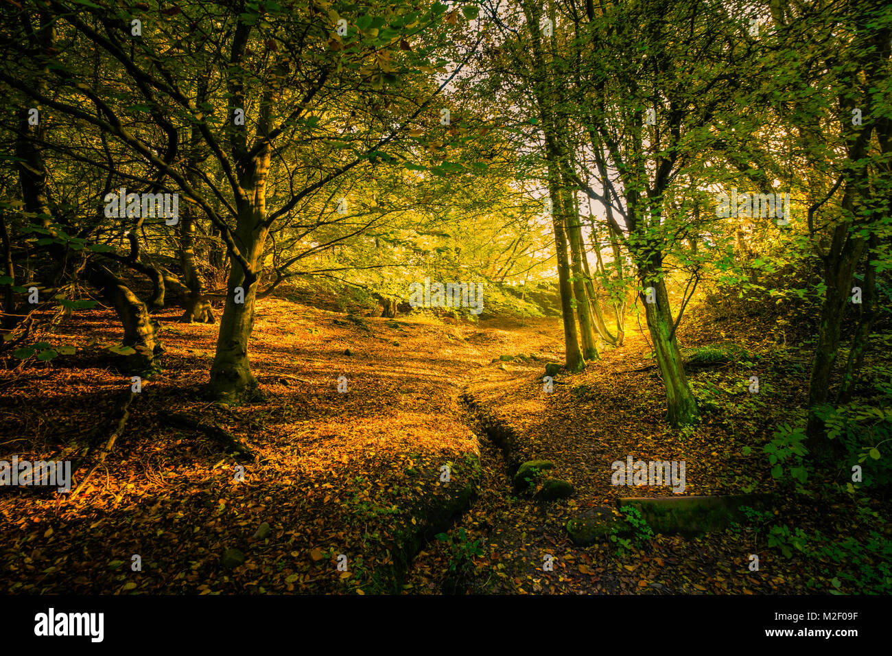 Autumn sunlight enters deciduous woodland. Stock Photo