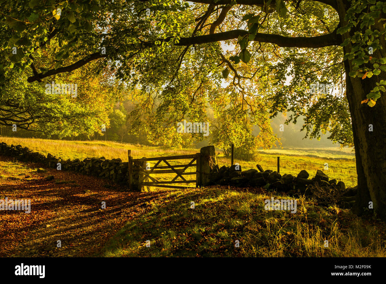 Autumn sunlight streams into a Derbyshire wood. Stock Photo