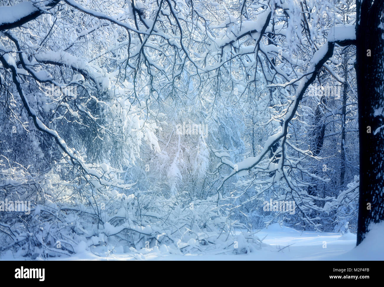 Winter photo landscape with snow-covered trees in the park Stock Photo ...