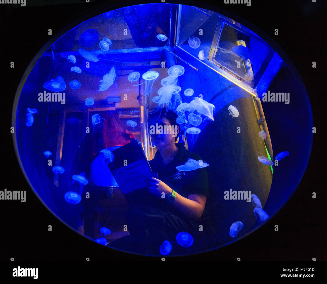Regent's Park, London, 7th Feb 2018. A keeper takes stock of the zoo's moon jellyfish from behind their round glass tank. Zookeepers at ZSL London Zoo ready their clipboards, calculators and cameras - as they prepare to count the animals at the Zoo's annual stock take. Caring for more than 700 different species, ZSL keepers face the challenging task of tallying up every mammal, bird, reptile, fish and invertebrate at the Zoo. Credit: Imageplotter News and Sports/Alamy Live News Stock Photo