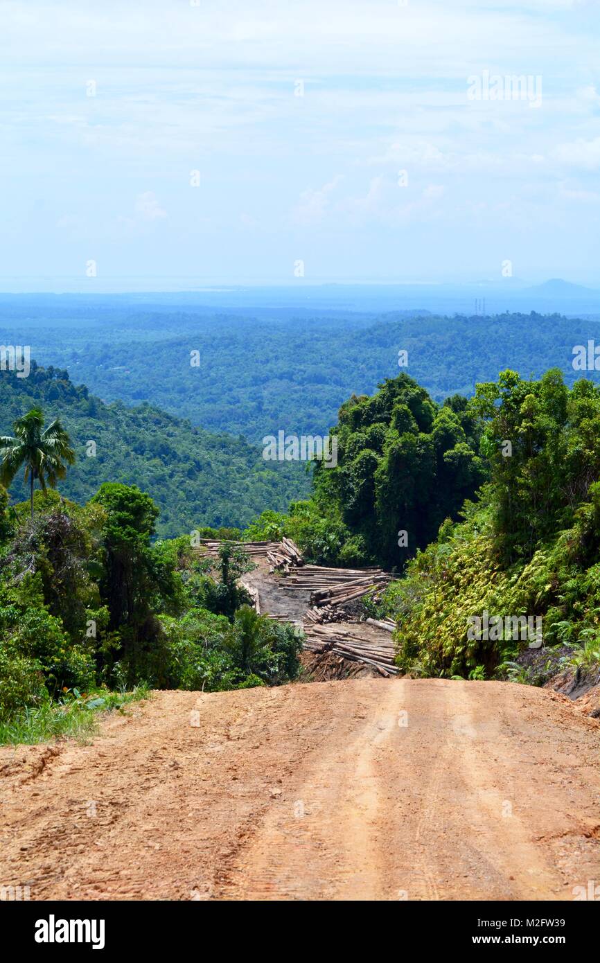 Logging road on Borneo Stock Photo