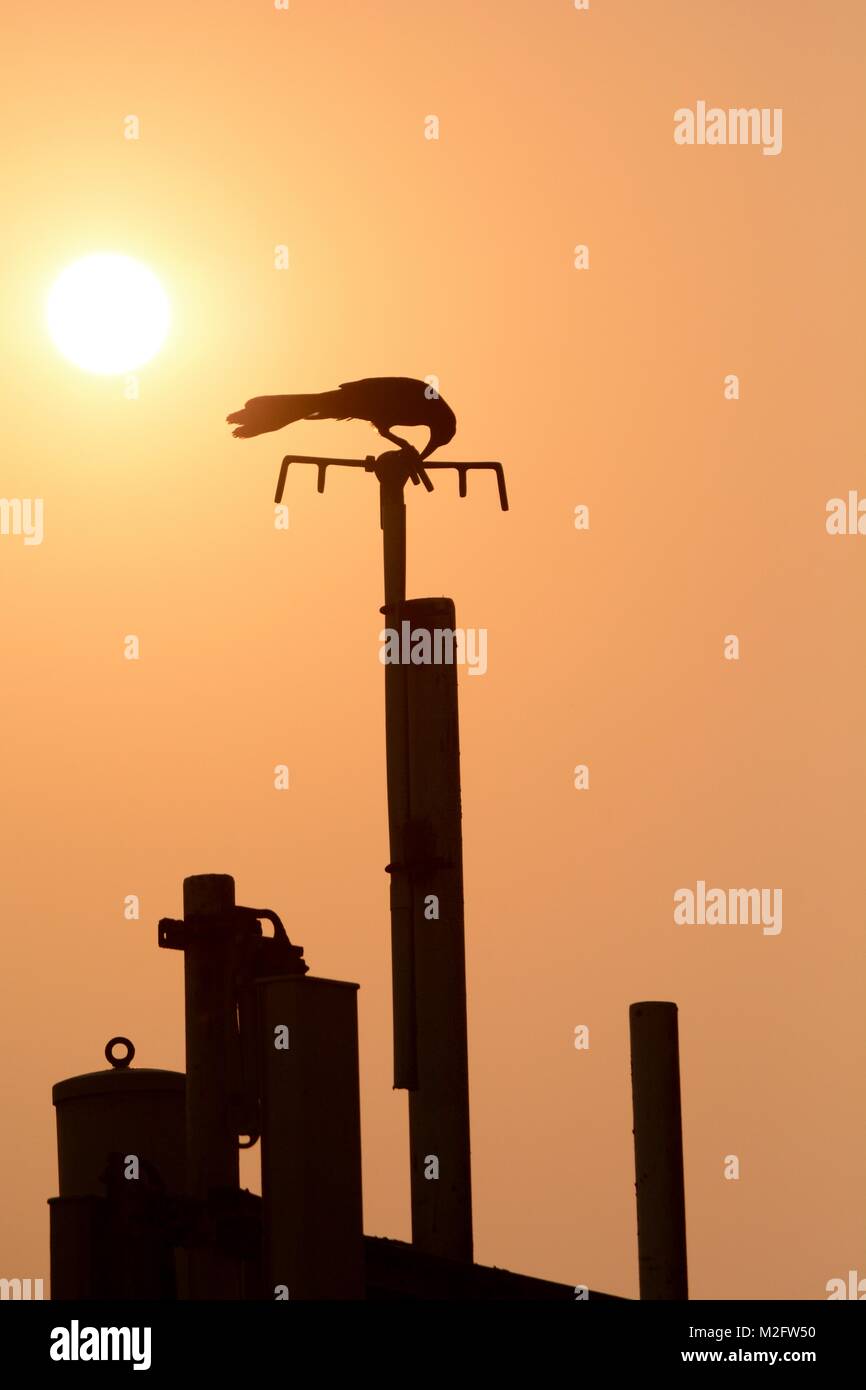 Great-tailed Grackle perches on a Cartagena rooftop Stock Photo