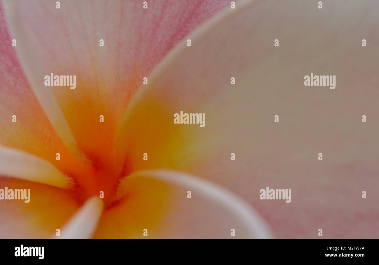 Frangipani flower from Malaysia Stock Photo