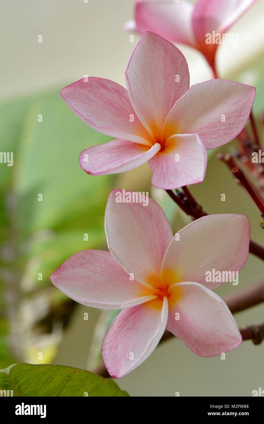 Frangipani flower from Malaysia Stock Photo