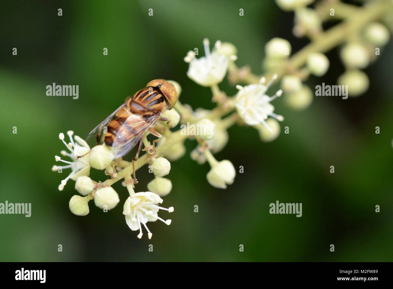 Tropical hoverfly Stock Photo