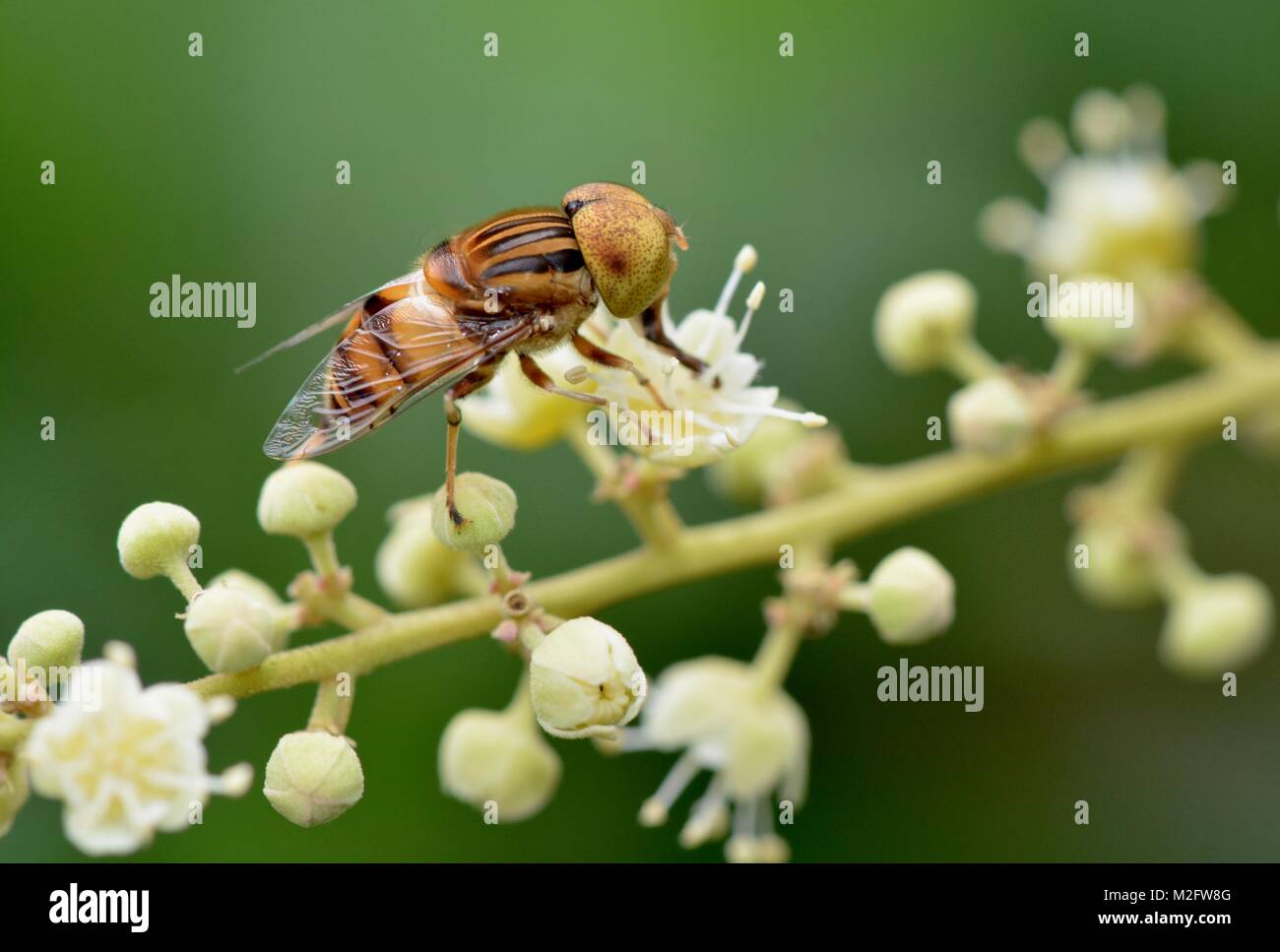 Tropical hoverfly Stock Photo