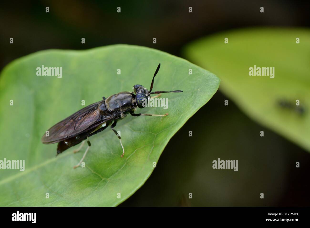 Black soldier fly on a leaf, Malaysia Stock Photo