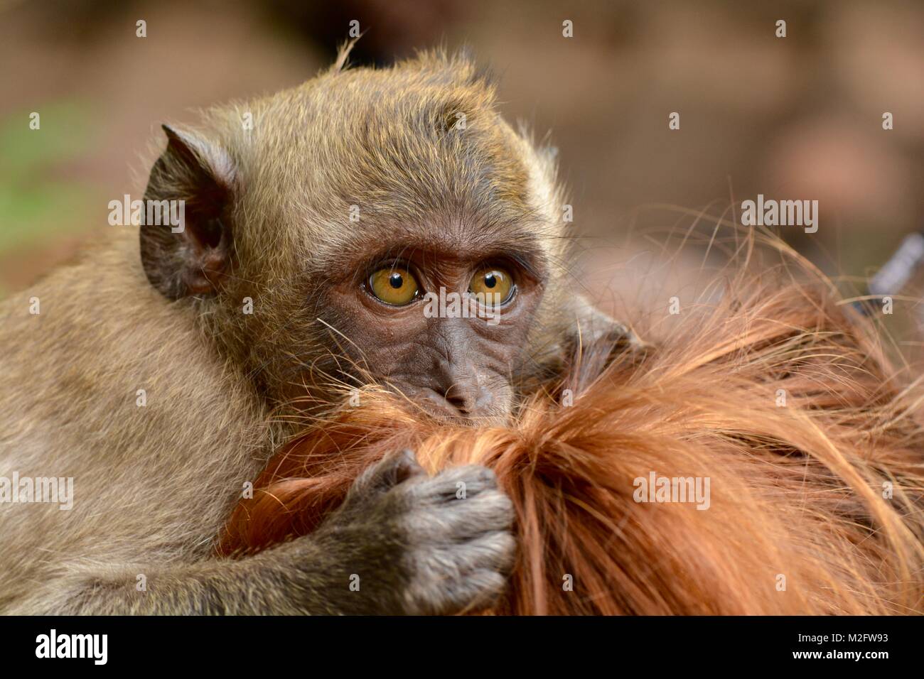long tailed macaque getting friendly with a tourist Stock Photo