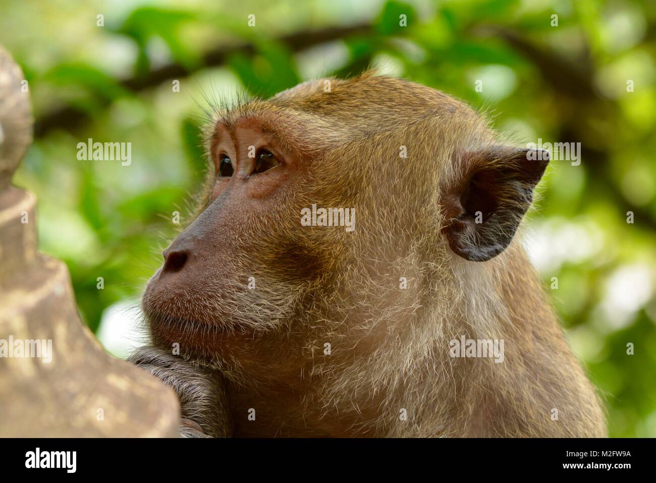 long tailed macaque face Stock Photo