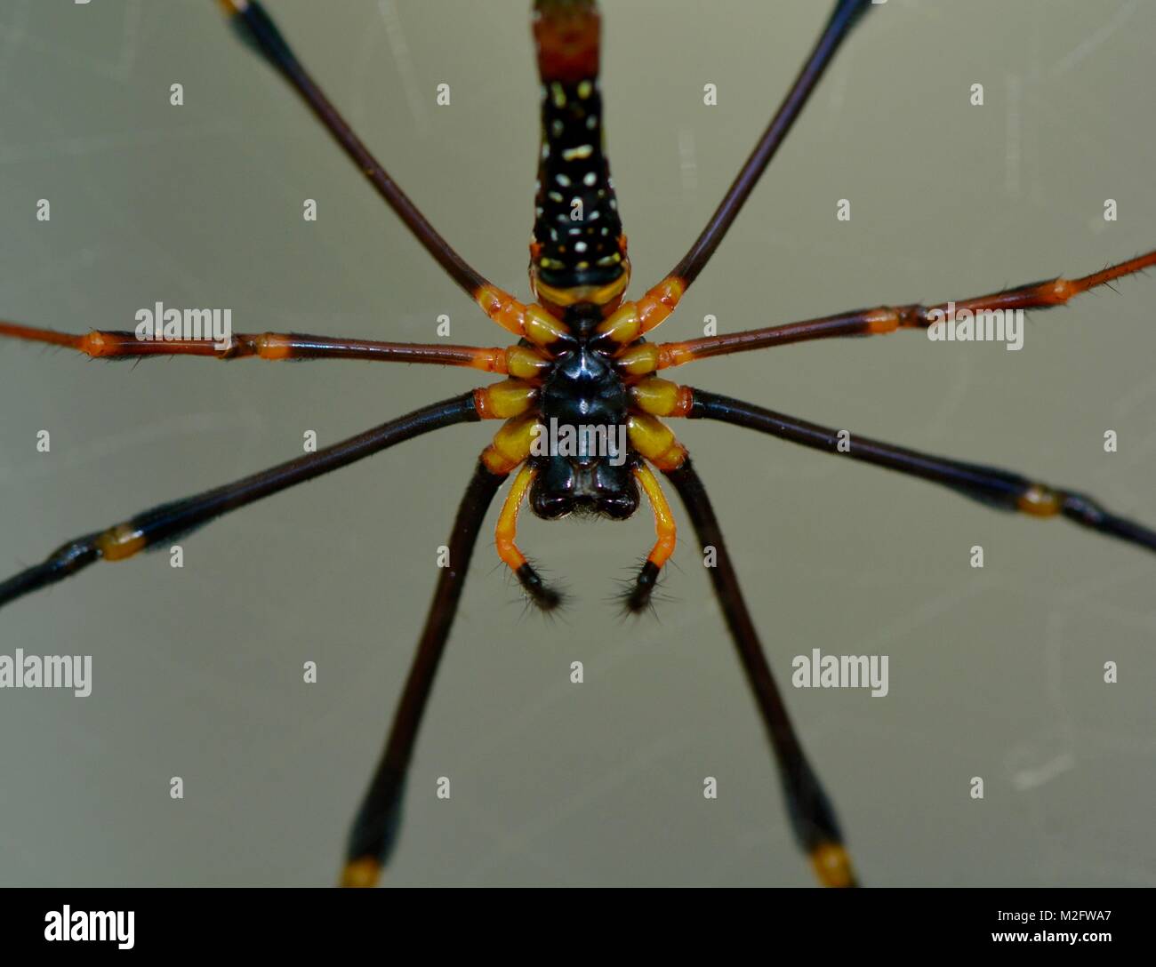 Underside of an asian giant wood spider, nephila pilipes Stock Photo