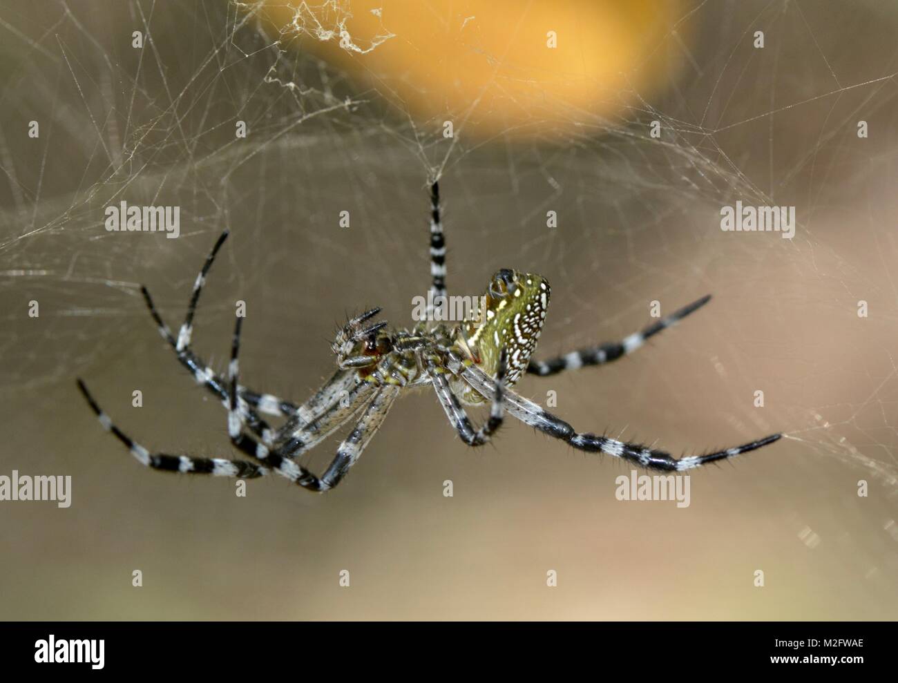 Dome tent spider Cyrtophora moluccensis, Thailand Stock Photo