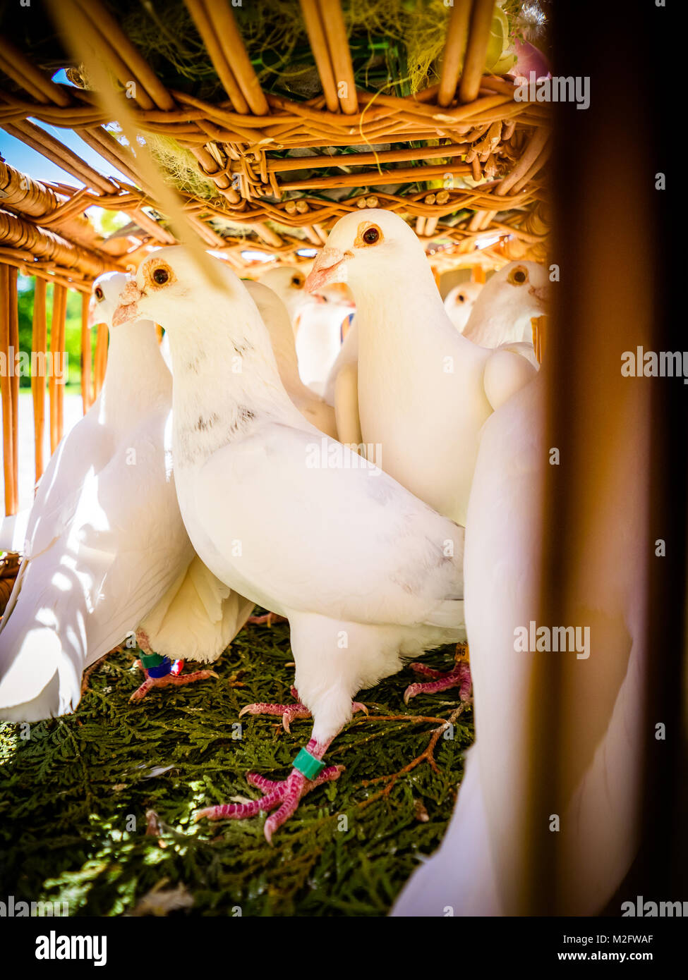 The white doves in the basket Stock Photo