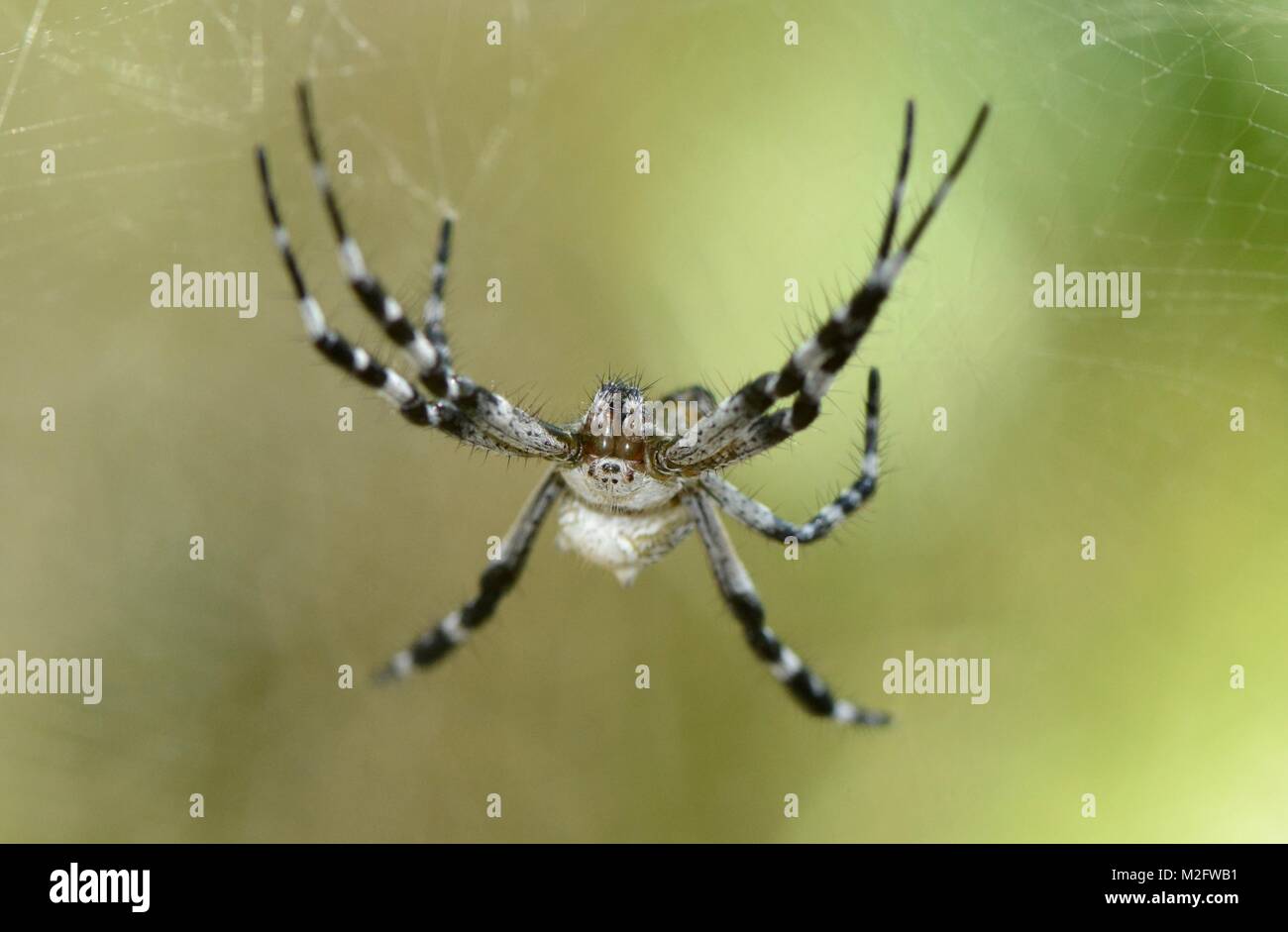 Dome tent spider Cyrtophora moluccensis, Thailand Stock Photo