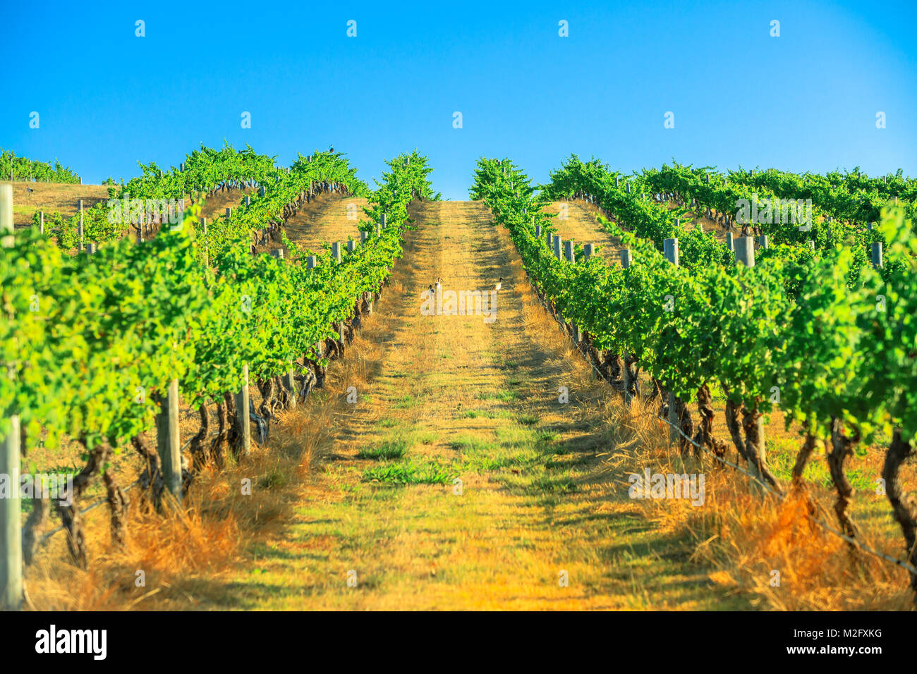 Margaret River Vineyard Stock Photo Alamy