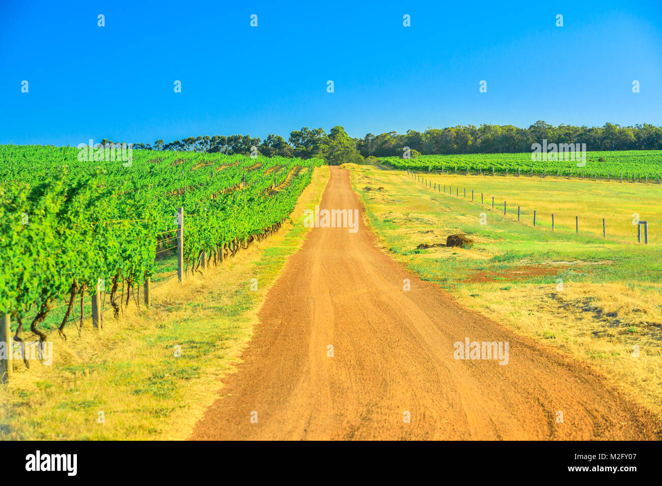 Wine Region Australia Stock Photo