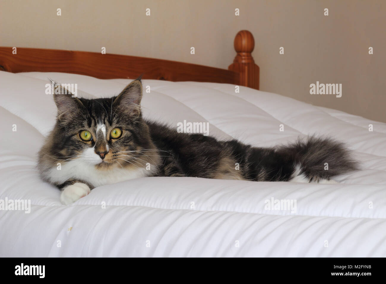 a photography of Maine Coon cat with green eyes with piercing eyes that charm you lying on a white duvet Stock Photo