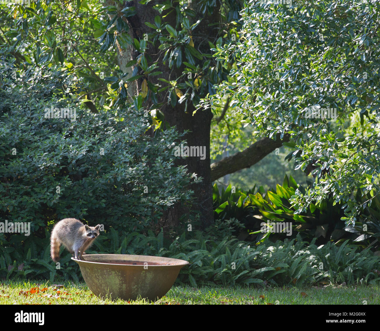 Raccoon (Procyon lotor) in Rip Van Winkle Gardens on Jefferson Island, New Iberia, Louisiana Stock Photo