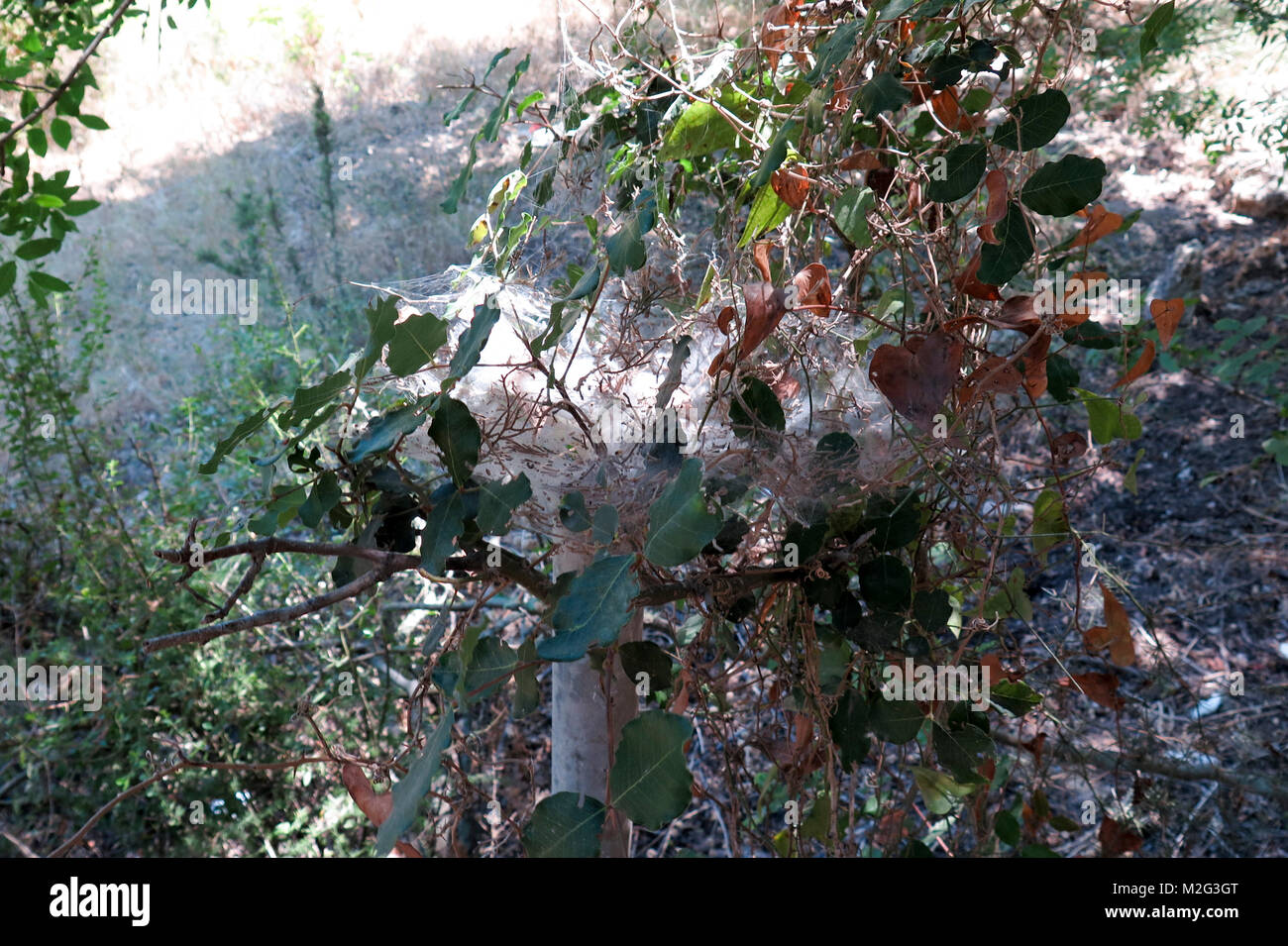 Oak processionary nest on an oak tree Stock Photo